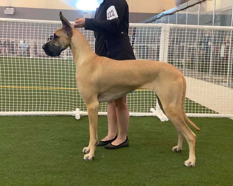 Great Dane
