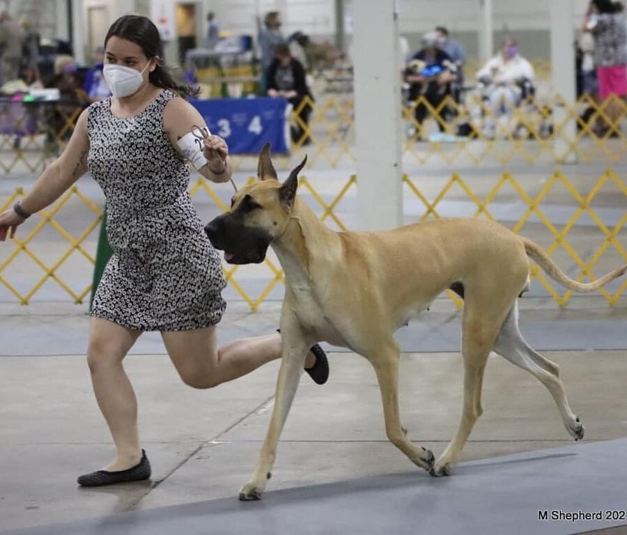 Great Dane3
