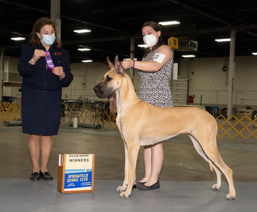 Great Dane5