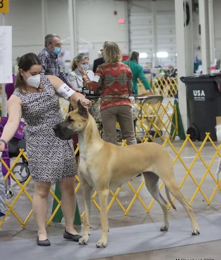 Great Dane6