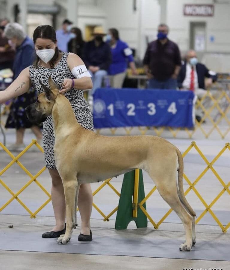 Great Dane7