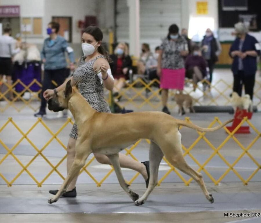 Great Dane8