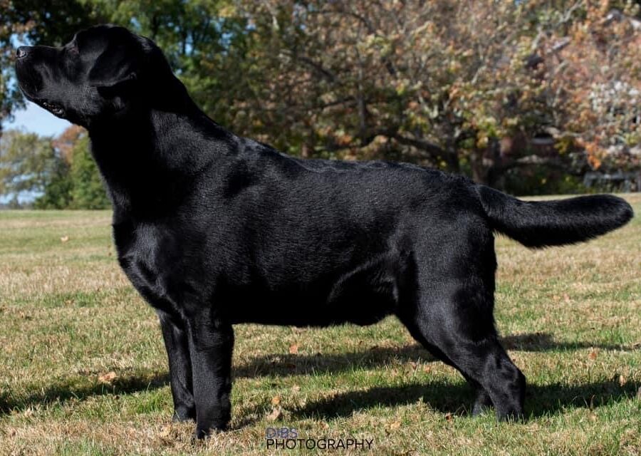 Rummi - CKC CH Chinar's Game Master at Tigerrose