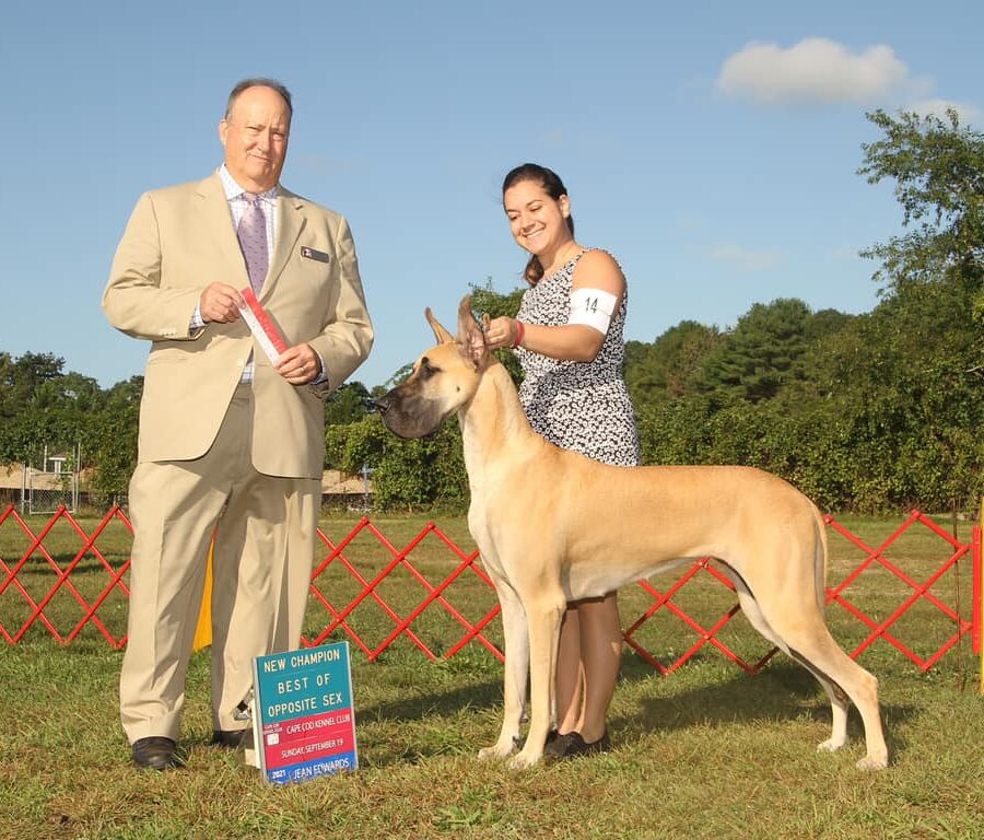 Great Dane